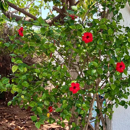Delle Bougainvillee * Villanova di Ostuni