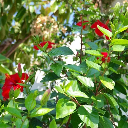 Delle Bougainvillée *