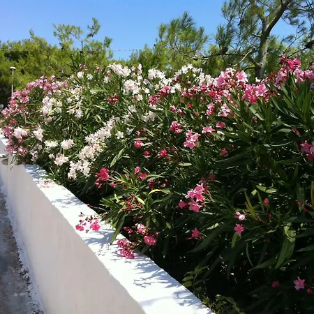 Delle Bougainvillée