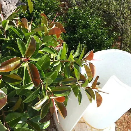 Delle Bougainvillée