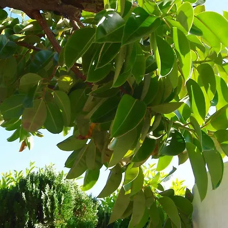 Delle Bougainvillée Casa vacanze *
